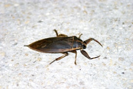A large, dark-colored insect is positioned on a textured, light-colored surface. Its body is elongated with defined wings, and it has six legs with noticeable pincers.