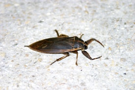 A large, dark-colored insect is positioned on a textured, light-colored surface. Its body is elongated with defined wings, and it has six legs with noticeable pincers.