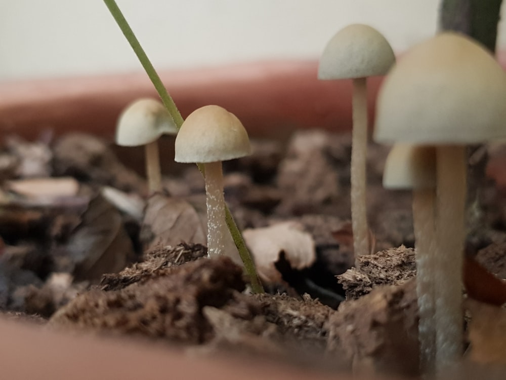 a group of small white mushrooms in a pot