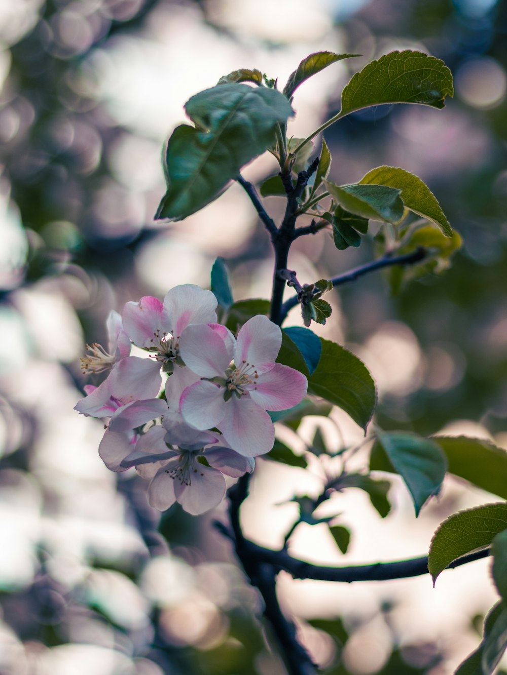 a close up of a flower on a tree branch