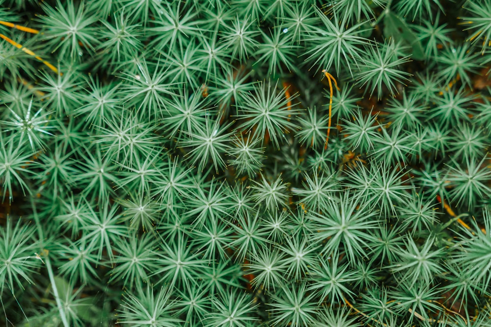 a close up of a bunch of green plants