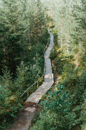 A winding elevated wooden trail through lush Amazon rainforest with vibrant green foliage.