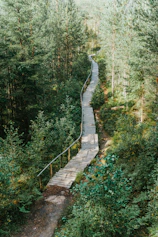 Elevated wooden walkway winding through dense forest for wildlife observation.
