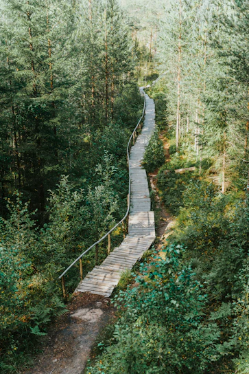 Elevated wooden walkway winding through dense forest for wildlife observation.