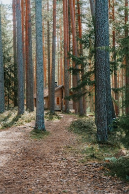 a small cabin in the middle of a forest