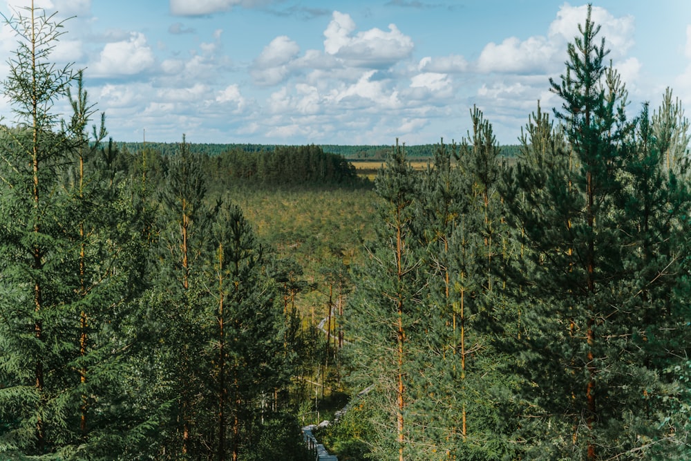 a group of trees that are in the grass