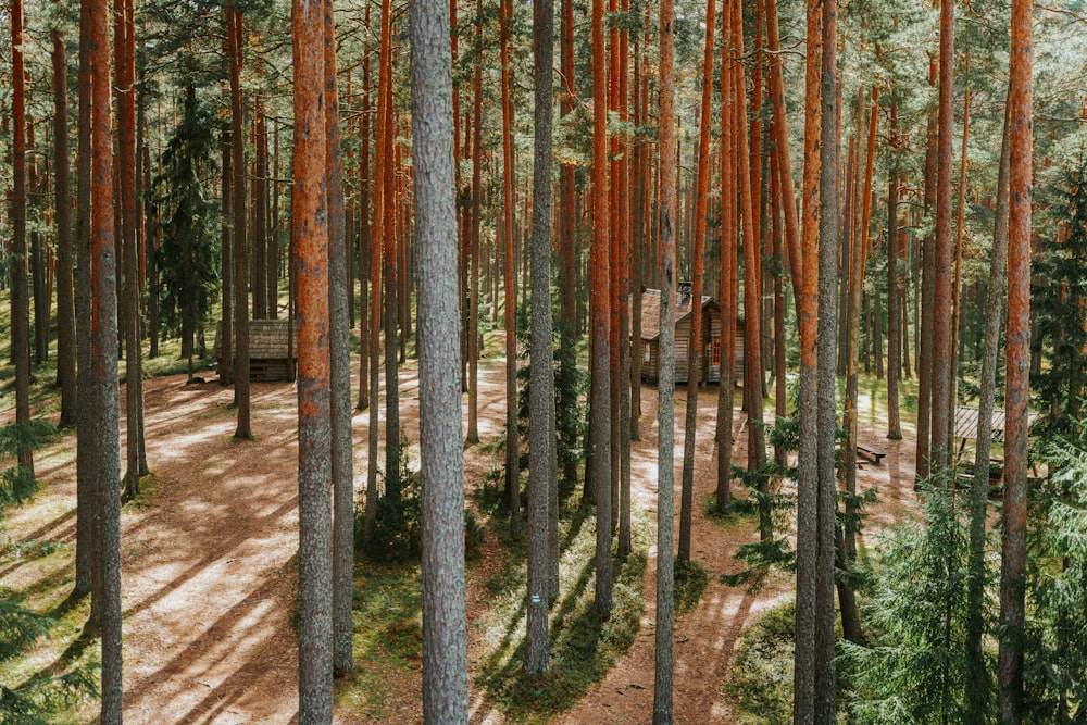 um caminho através de uma floresta com muitas árvores altas
