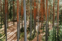 Tall, slender pine trees densely populate a serene forest setting. Sunlight filters through the canopy, casting dappled shadows on a sparsely vegetated forest floor. A rustic wooden cabin is nestled among the trees, enhancing the natural and tranquil atmosphere.