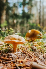A close-up of a delicate mushroom growing amidst damp forest floor, sunlight filtering through leaves.