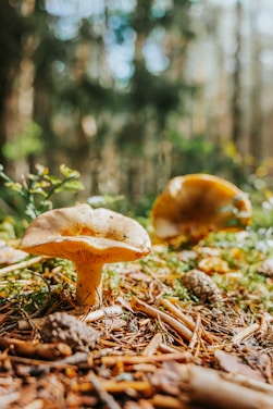 A close-up of fresh, vibrant mushrooms nestled among green leaves in a sunlit forest.