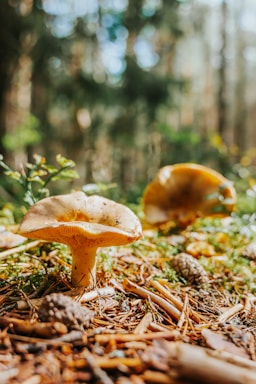 Close-up of dew-covered mushroom caps nestled among fallen pine needles in a shaded forest floor.