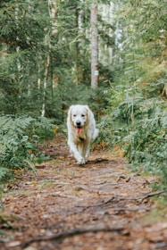 A happy dog running freely on a forest path.