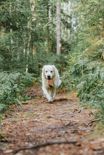 A happy dog running freely on a forest path.