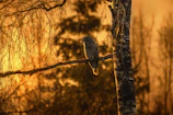 A rare moment of a nocturnal owl perched quietly on a tree branch at dusk.
