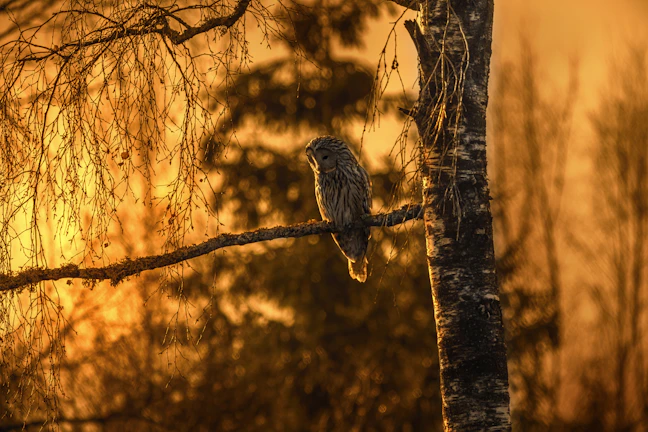 A rare moment of a nocturnal owl perched quietly on a tree branch at dusk.