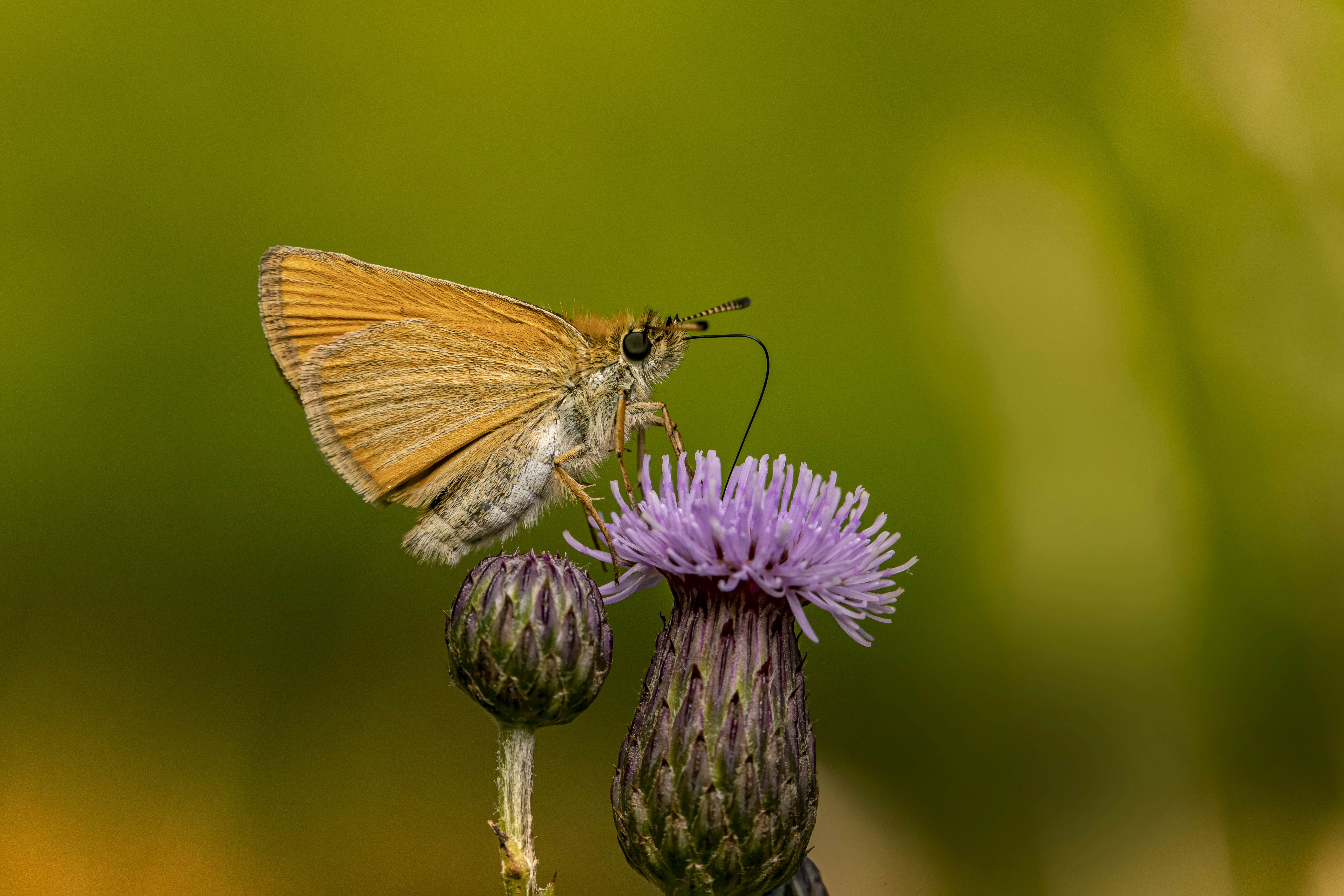 Photo by erik_karits