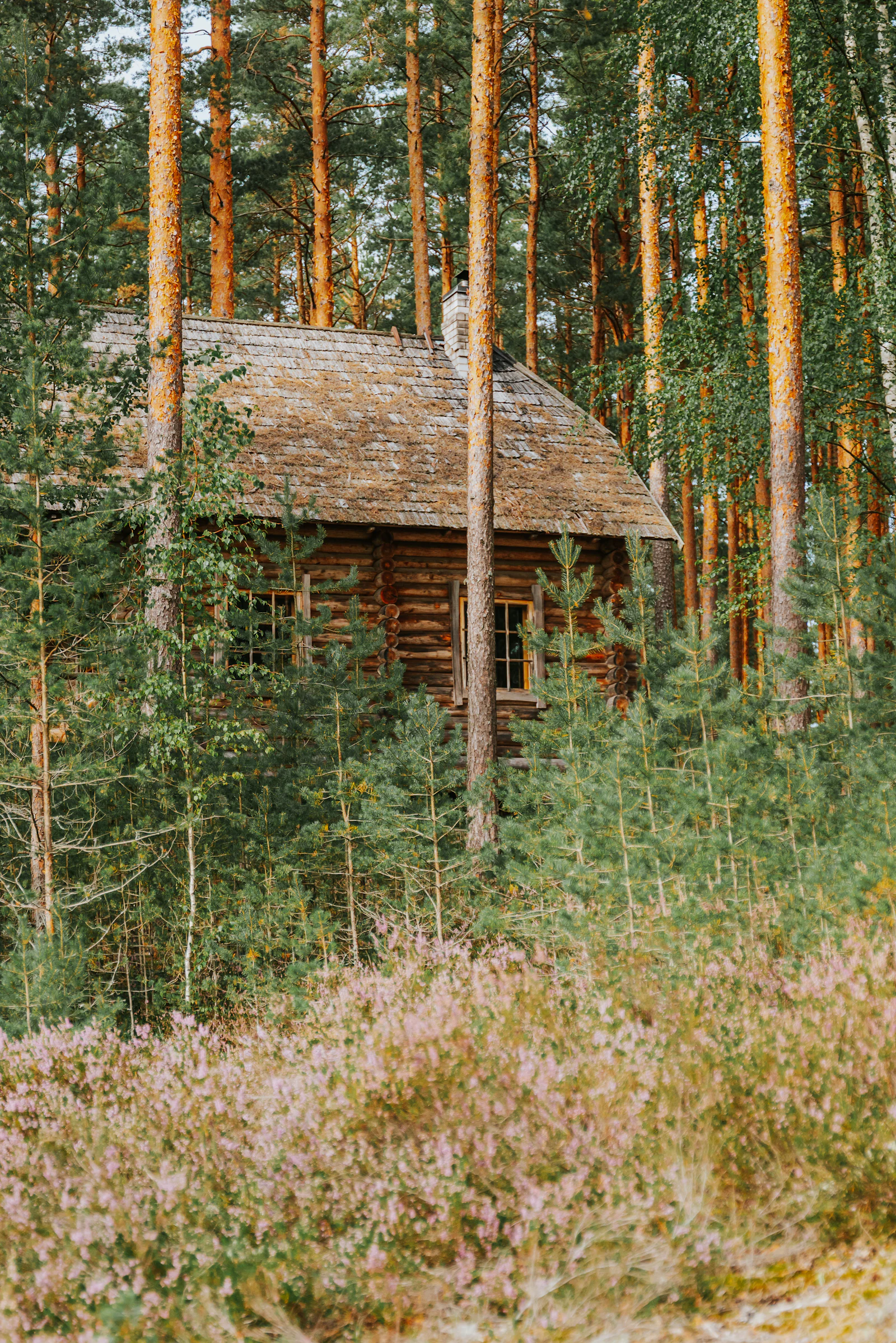 Cabaña de madera entre árboles altos