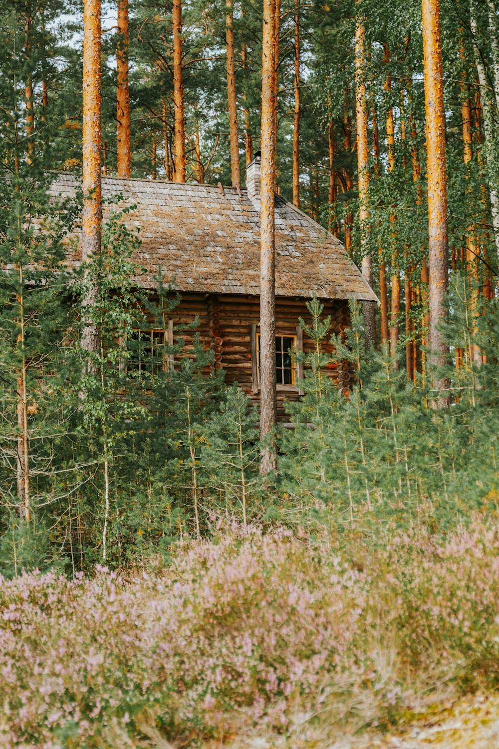 a cabin in the woods surrounded by tall trees