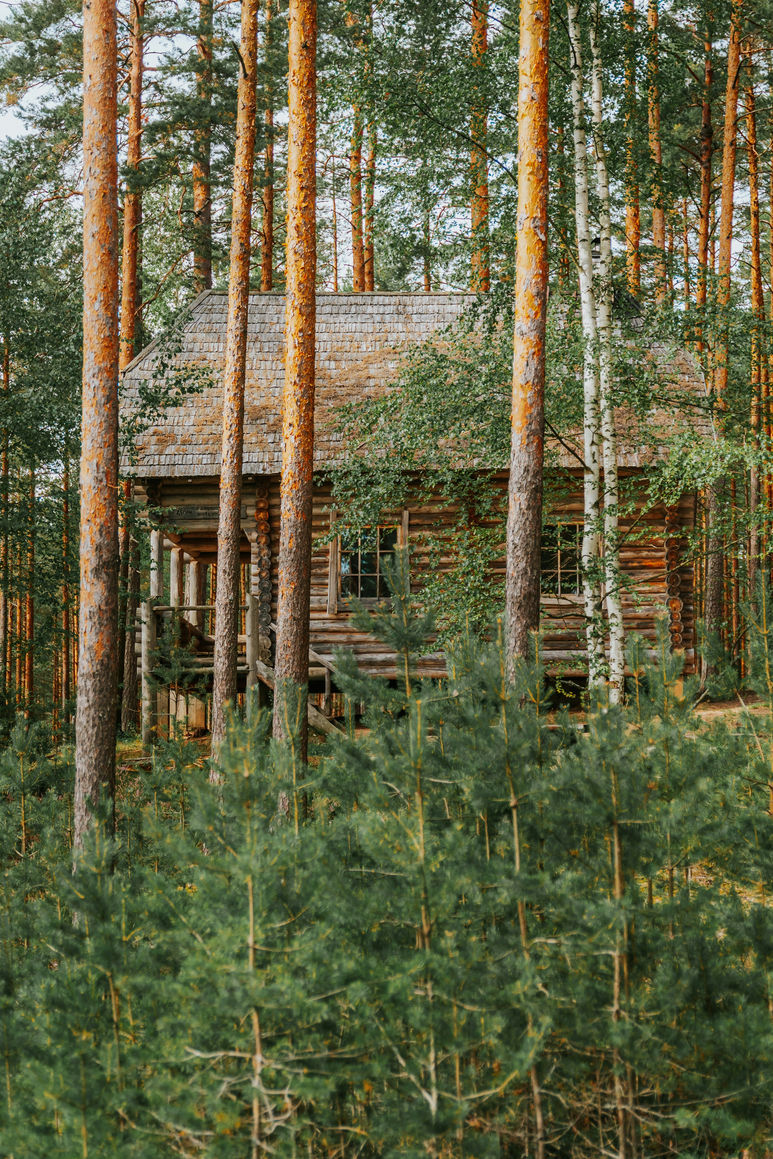 a cabin in the woods surrounded by tall trees
