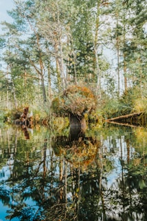 a body of water surrounded by trees and grass