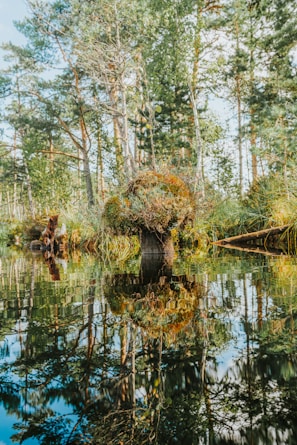 a body of water surrounded by trees and grass