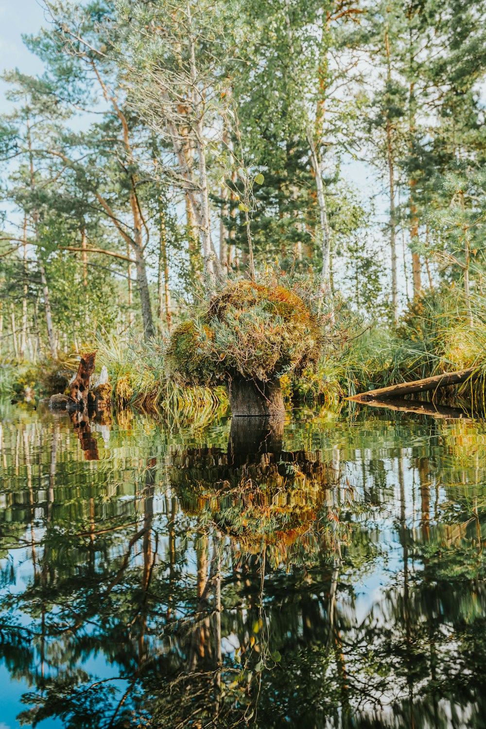 a body of water surrounded by trees and grass