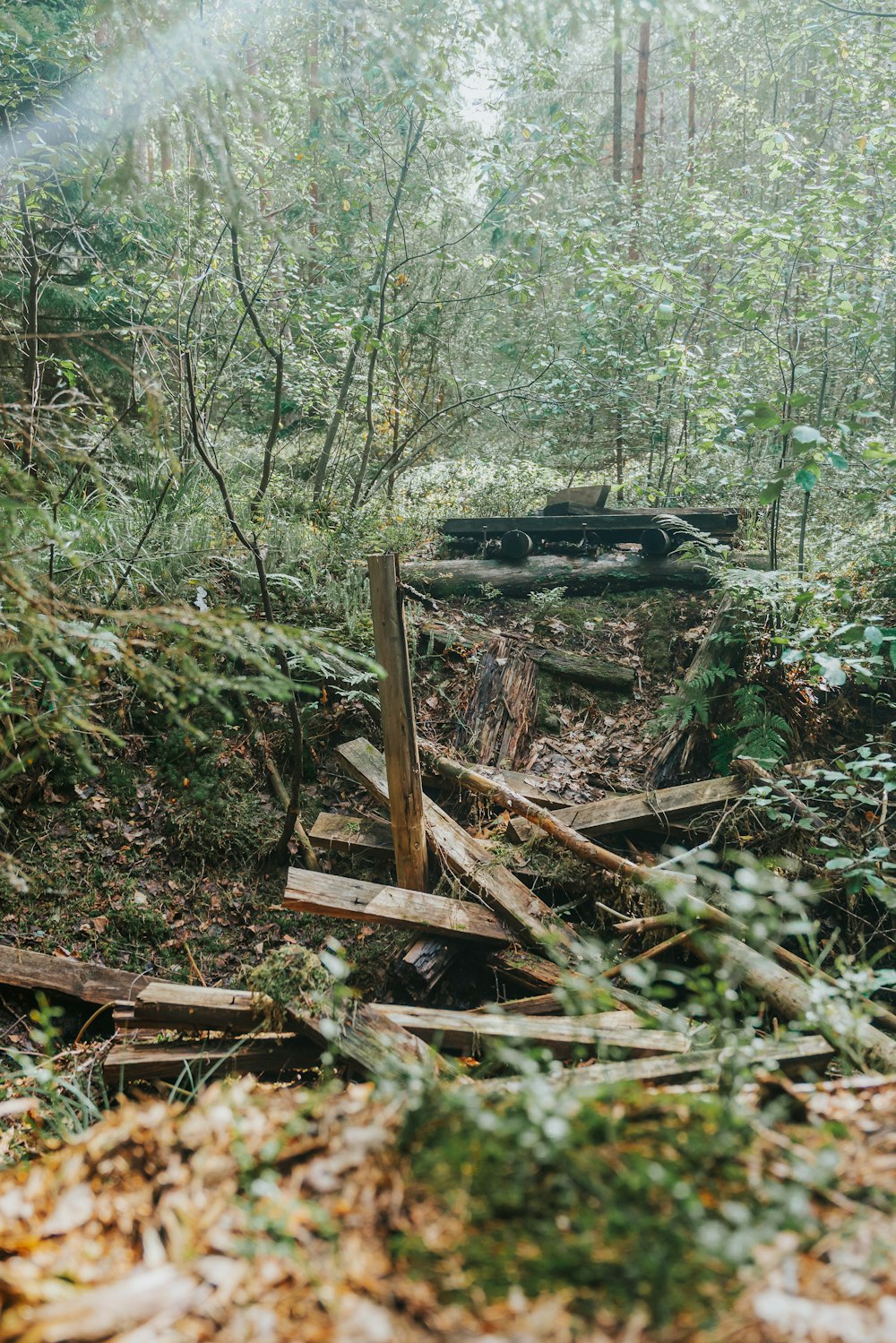 a pile of wood sitting in the middle of a forest