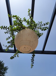 Hanging Ivy