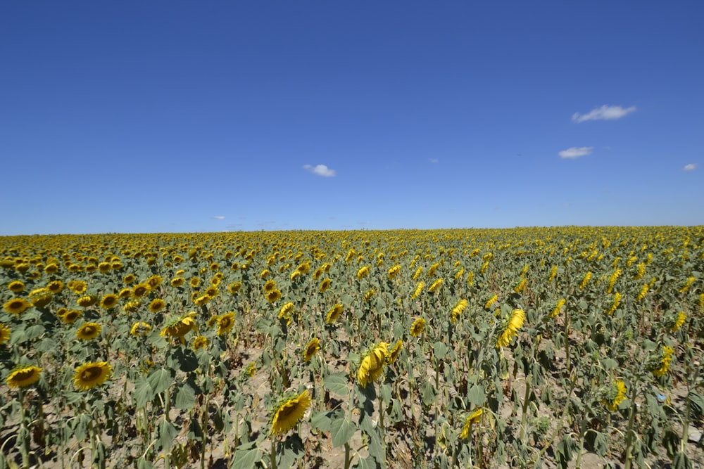 a large field of sunflowers under a blue sky