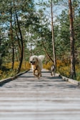 Two dogs exploring a wooded path side by side, tails wagging and ears perked up.