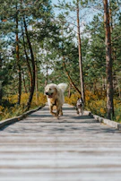 A pair of dogs on a leash happily exploring a shaded woodland trail during a walk.