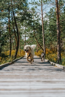 Two dogs playing together on a shaded forest trail at paw-venture.