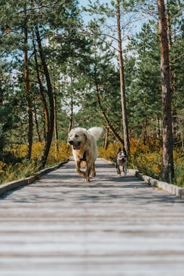 Two dogs exploring a wooded path side by side, tails wagging and ears perked up.