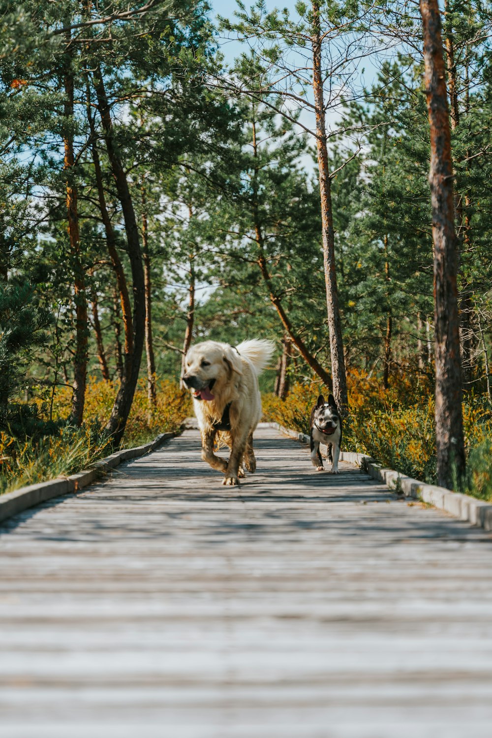 two dogs walking down a path in the woods