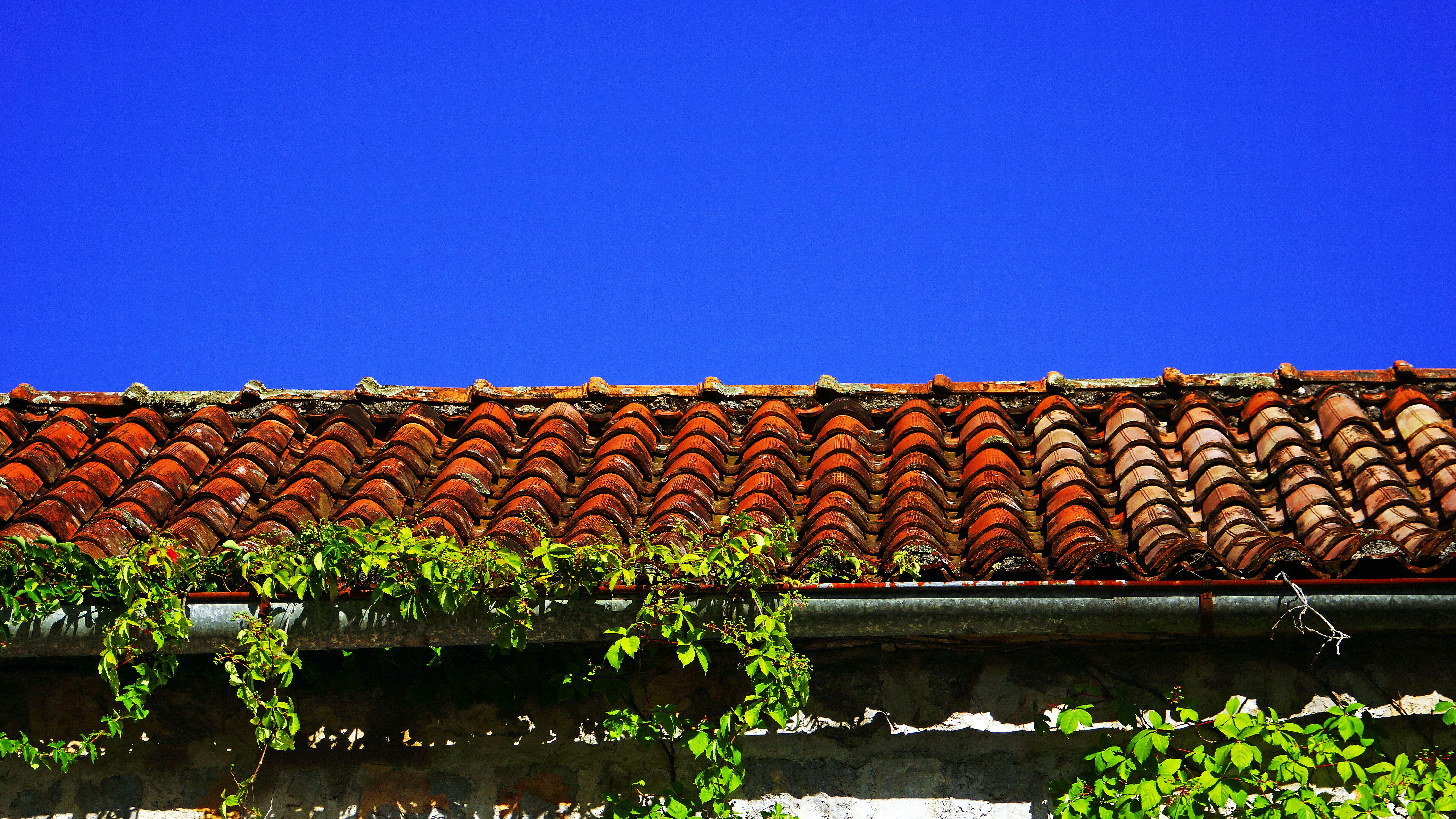 a red tiled roof with ivy growing on it