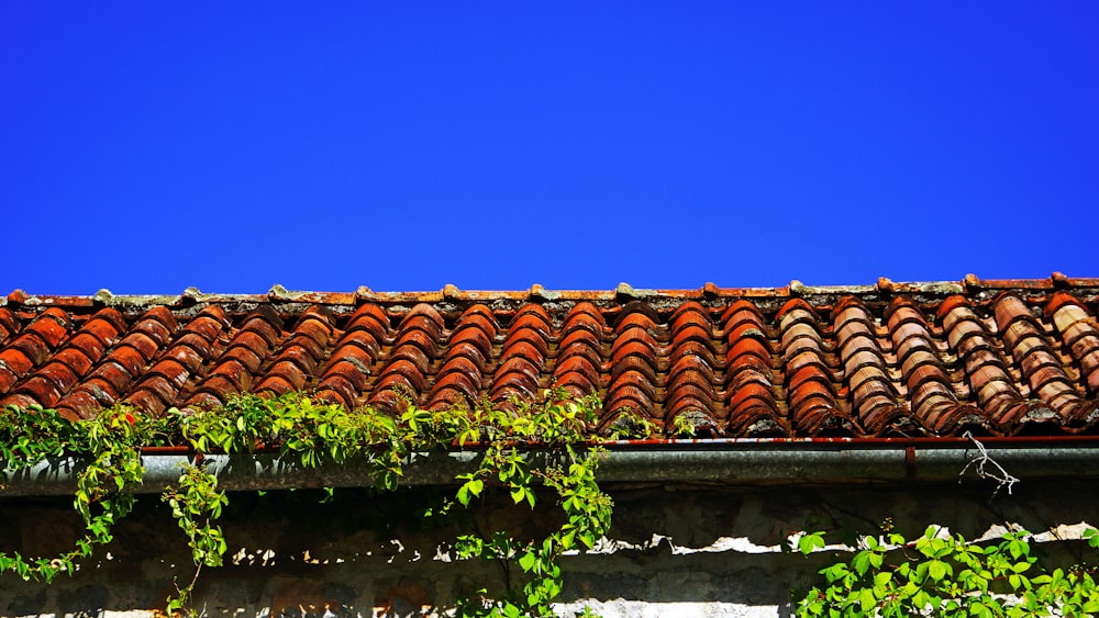 a red tiled roof with ivy growing on it