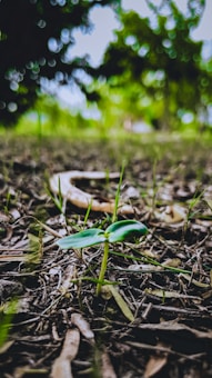 A small green seedling emerges from the soil, surrounded by twigs and grass on the forest floor. The background is out of focus, with hints of green and brown, creating a natural and serene setting.