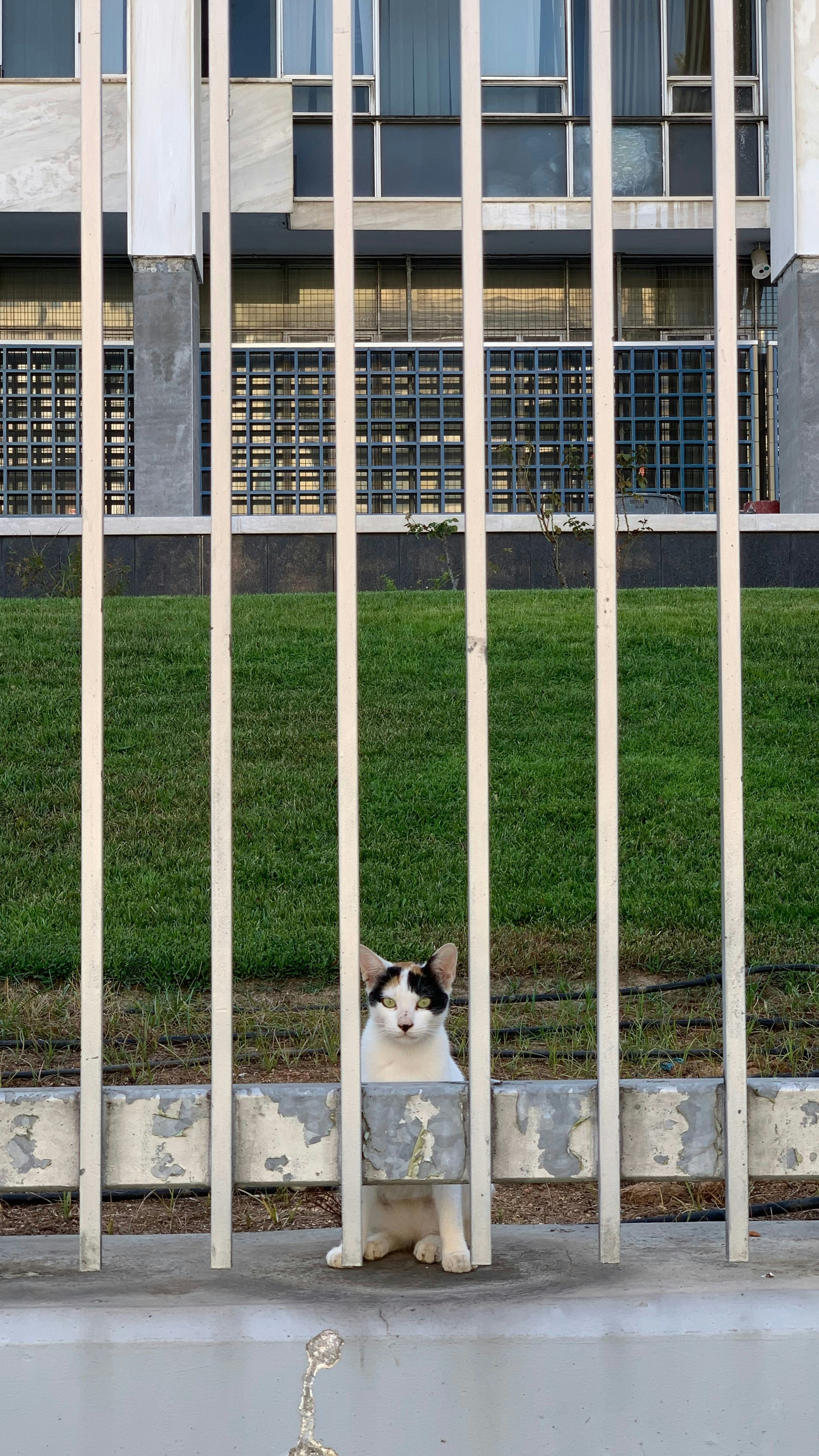Gatoeira caçamia prática