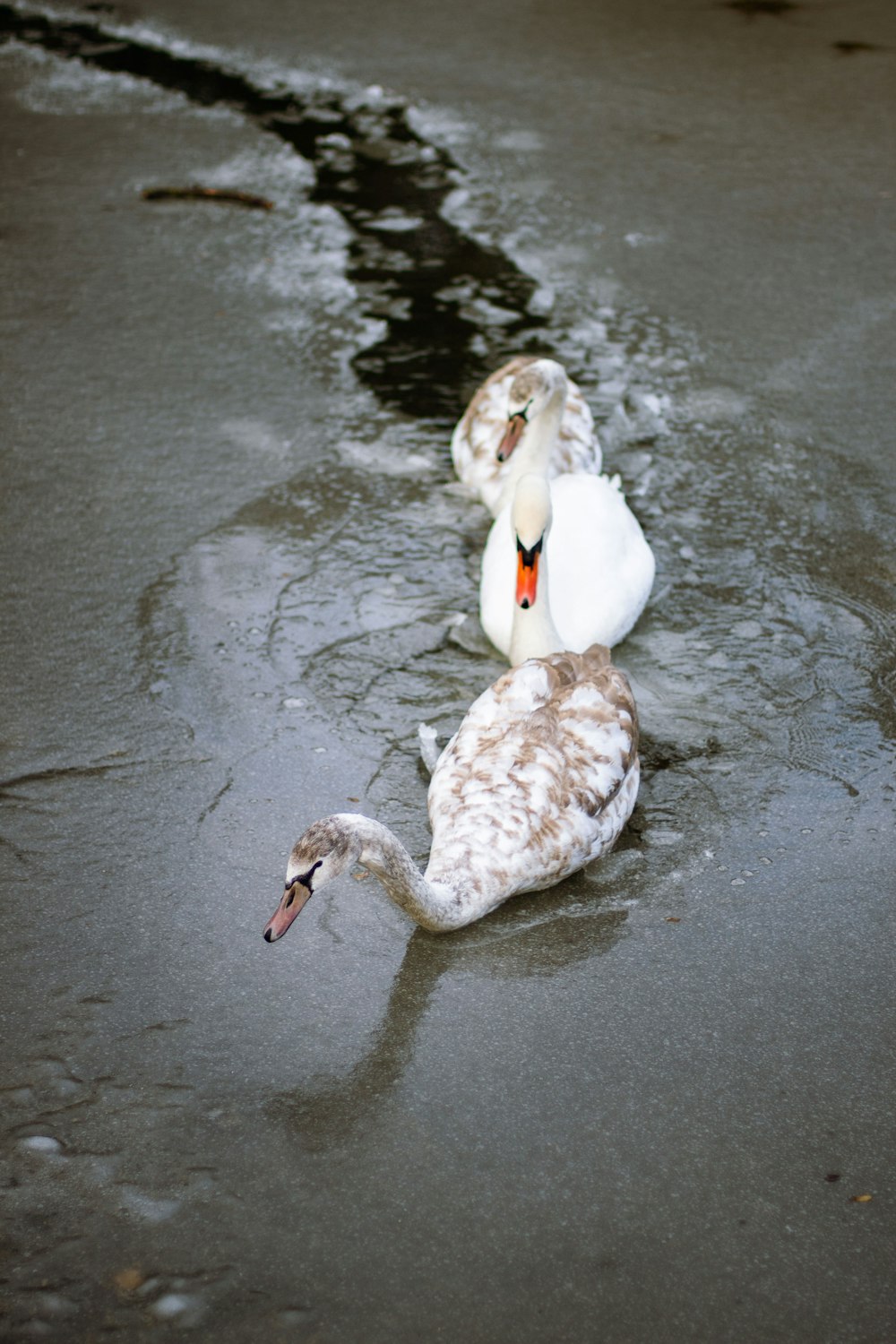 a couple of white ducks floating on top of a body of water