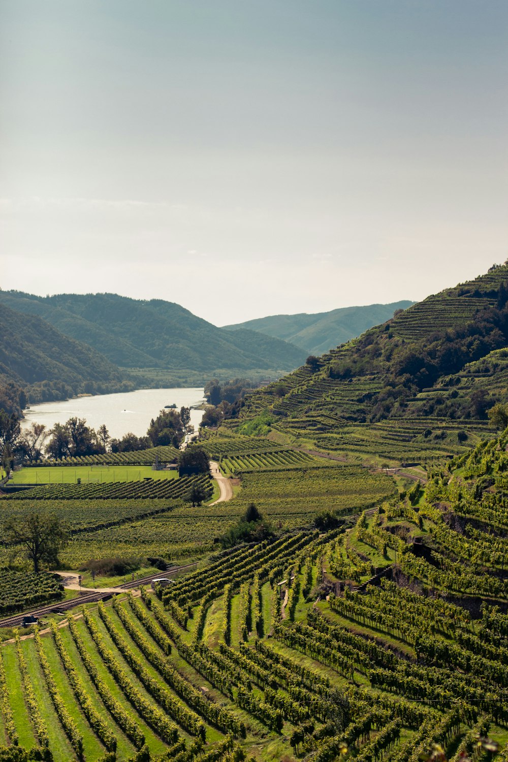 Ein malerischer Blick auf einen Weinberg mit einem See im Hintergrund