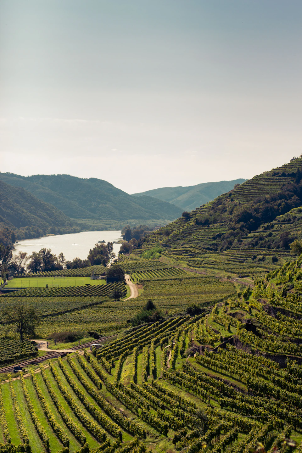 Vineyard leaves and ripening grapes