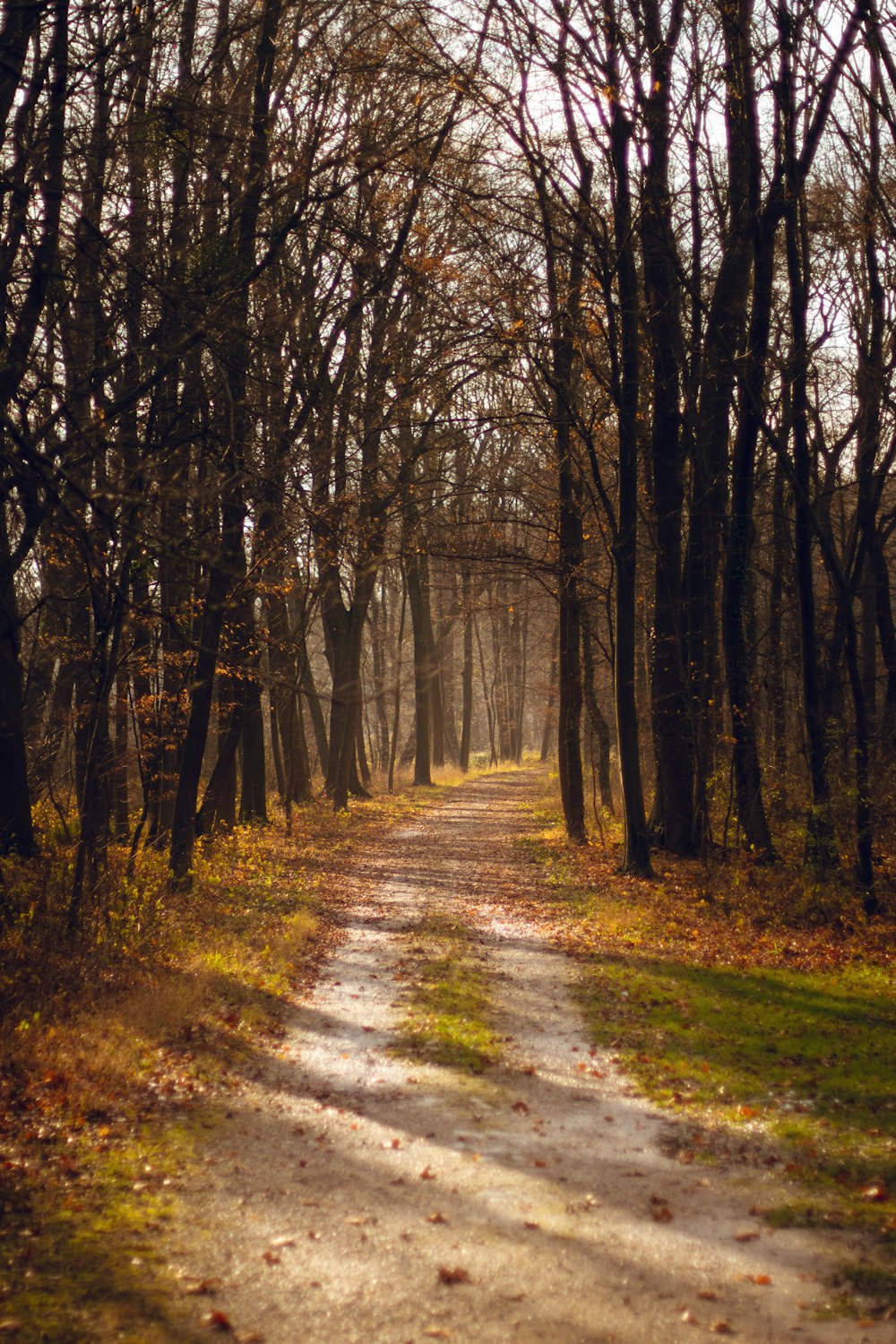 a dirt road in the middle of a forest