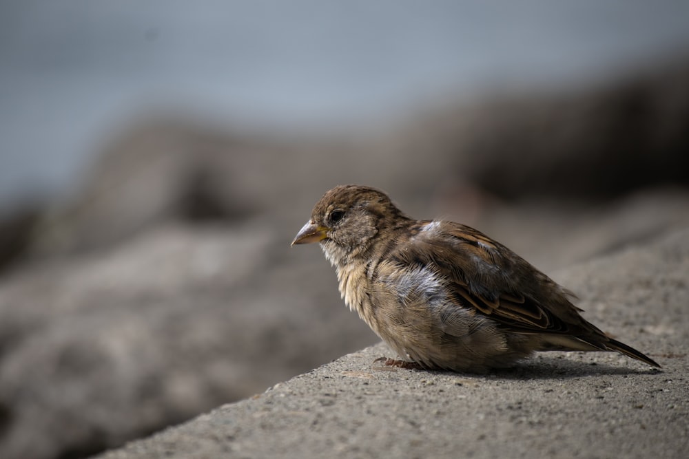 a small bird sitting on top of a rock