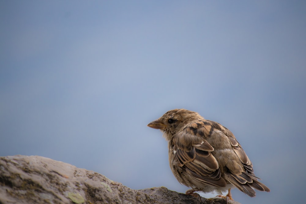 a bird sitting on a rock with a blue sky in the background