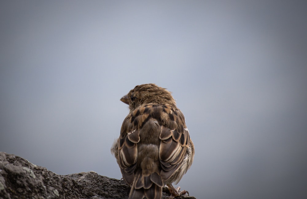 a brown bird sitting on top of a rock