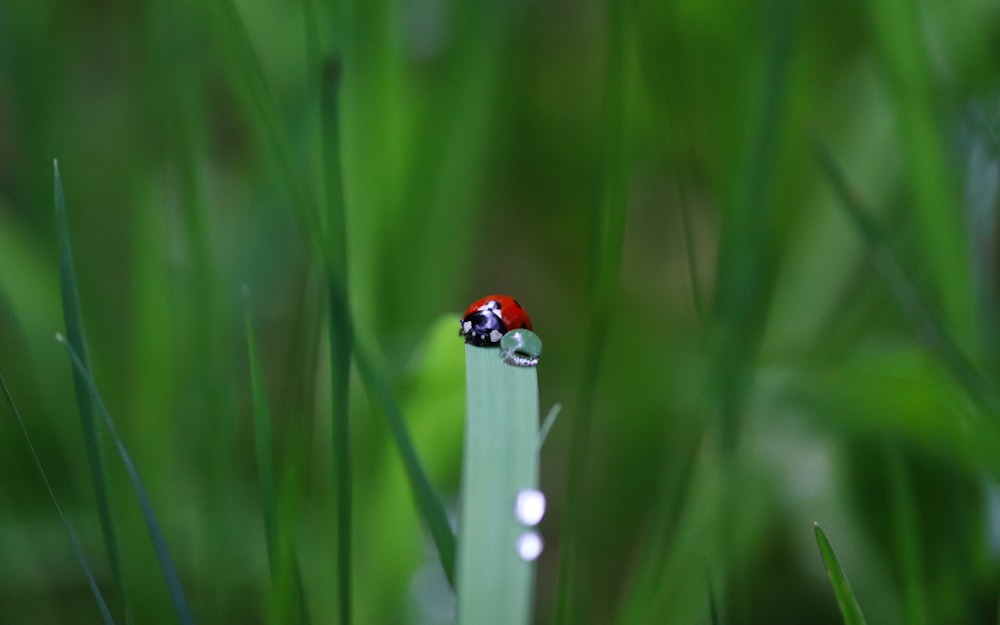 a lady bug sitting on top of a blade of grass