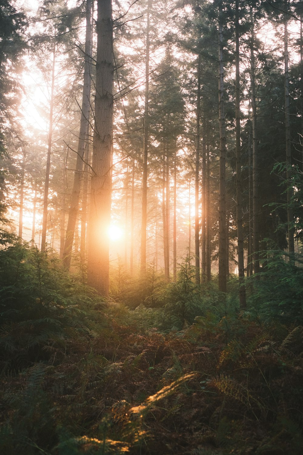 the sun is shining through the trees in the forest