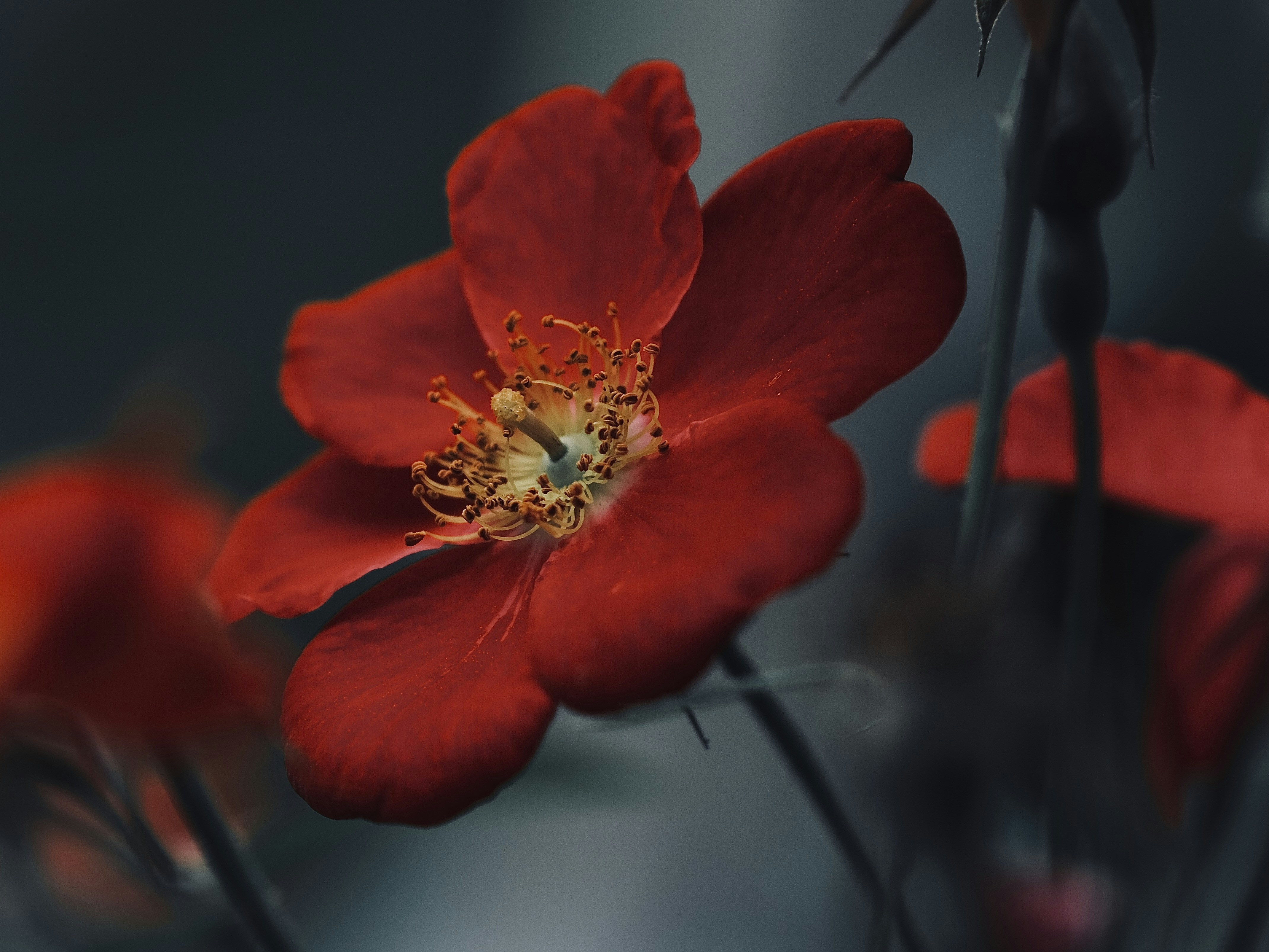 a close up of a red flower with a blurry background
