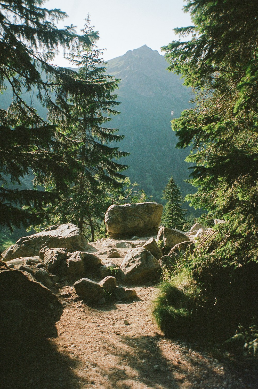 a trail in the middle of a forest with rocks and trees