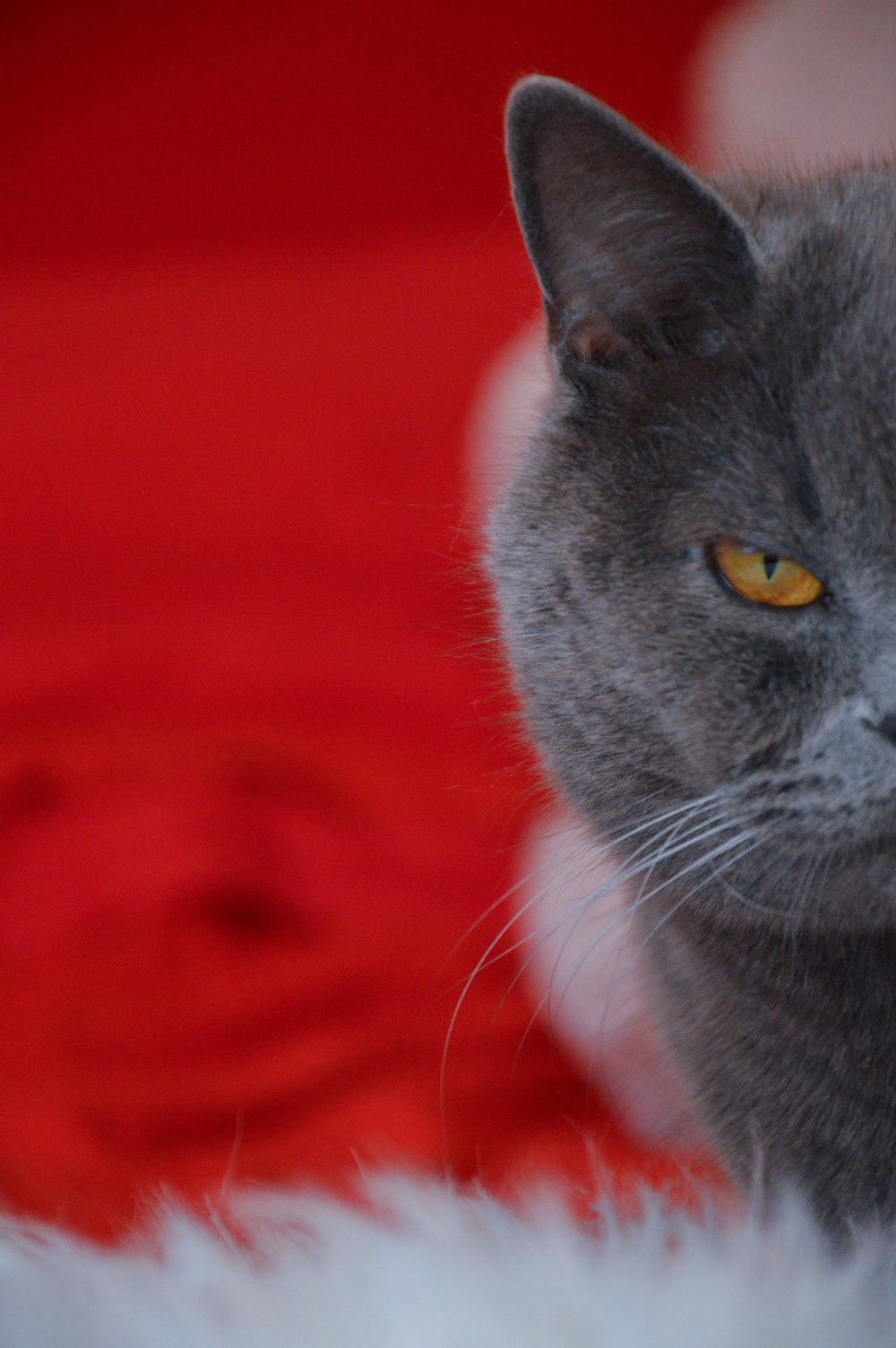 a gray cat with yellow eyes looking at the camera